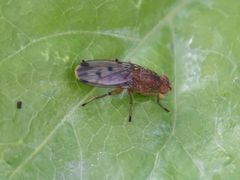 Suillia variegata