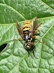 Spilomyia alcimus