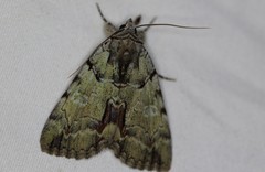 Catocala praeclara