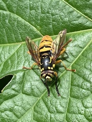 Spilomyia alcimus