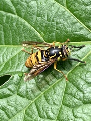 Spilomyia alcimus
