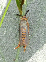 Eichlinia grande