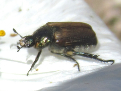 Strigoderma arbicola