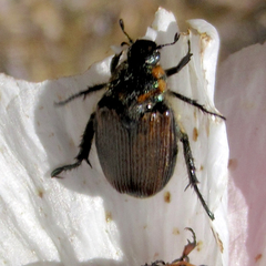 Strigoderma arbicola