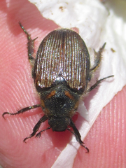 Strigoderma arbicola