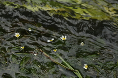 Ranunculus kauffmannii