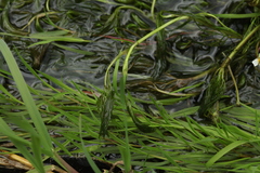 Ranunculus kauffmannii