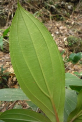 Medinilla formosana