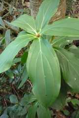 Medinilla formosana
