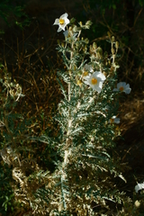 Argemone pleiacantha