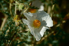 Argemone pleiacantha