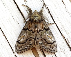 Dasychira dorsipennata