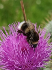 Bombus