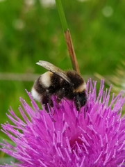Bombus