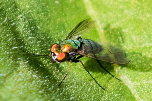 Condylostylus longicornis
