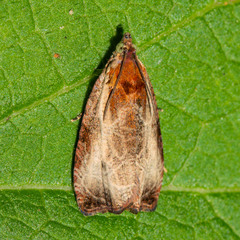 Olethreutes inornatana