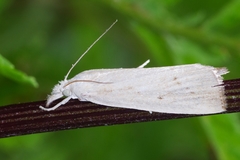 Calamotropha paludella