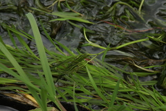 Ranunculus kauffmannii