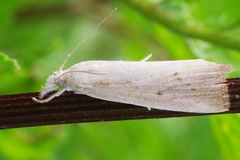 Calamotropha paludella