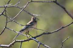 Motacilla alba