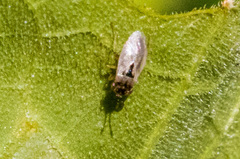 Geocoris pallens