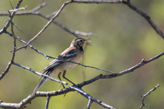 Motacilla alba
