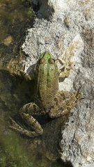 Pelophylax ridibundus