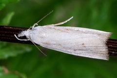 Calamotropha paludella