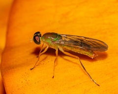 Ptecticus trivittatus