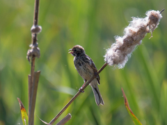 Emberiza schoeniclus