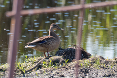 Anas platyrhynchos