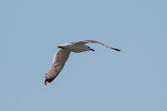 Larus fuscus barabensis
