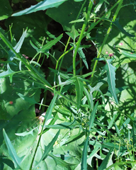 Sisymbrium loeselii