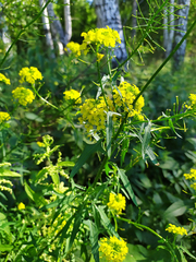 Sisymbrium loeselii