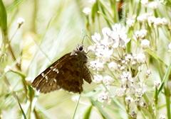Eudaminae