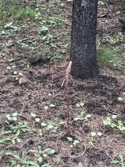 Pterospora andromedea