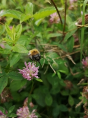 Bombus pascuorum