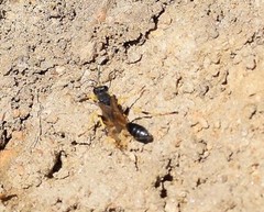 Sceliphron destillatorium