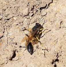 Sceliphron destillatorium