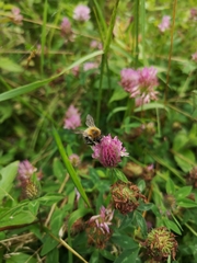 Bombus pascuorum