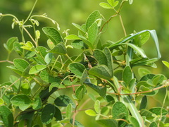 Cajanus scarabaeoides