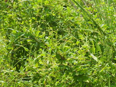 Cajanus scarabaeoides