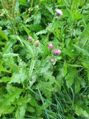 Carduus crispus
