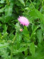 Carduus crispus