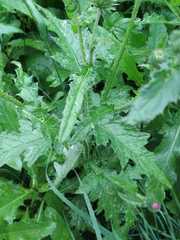 Carduus crispus