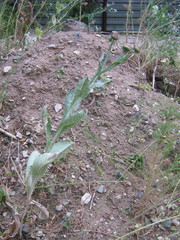Onopordum acanthium