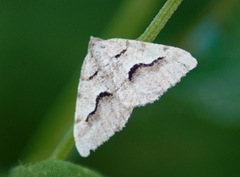 Digrammia decorata