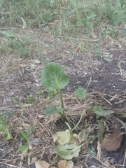 Plantago major