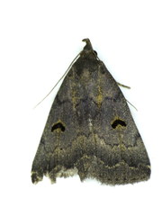 Phalaenostola hanhami