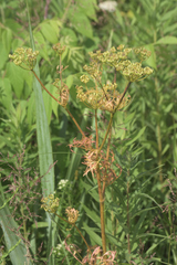 Polytaenia nuttallii